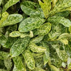 Prunus laurocerasus Marbled White - Cherry Laurel