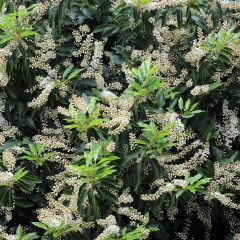 Prunus lusitanica Angustifolia - Portuguese Laurel