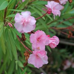 Nerium oleander Roseum Plenum
