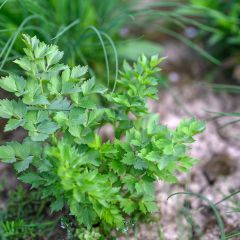 Lovage - Levisticum officinalis
