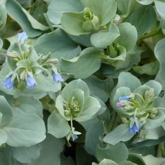 Mertensia maritima