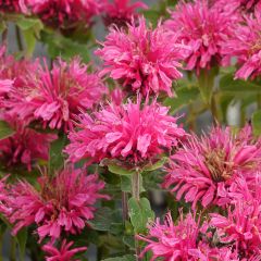 Monarda didyma Cranberry Lace - Beebalm
