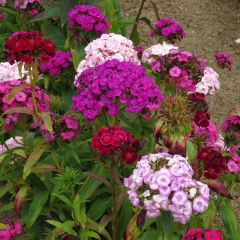 Dianthus barbatus Mix