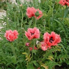Papaver orientale Clochard - Oriental Poppy