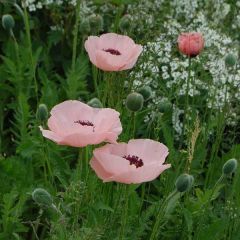 Papaver orientale Queen Alexandra - Oriental Poppy