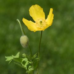 Meconopsis cambrica - Blue Poppy