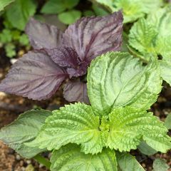 Perilla frutescens vert - Shiso
