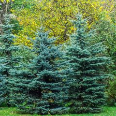 Picea pungens Iseli Fastigiate - Blue Spruce