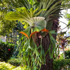 Platycerium alcicorne - Staghorn fern