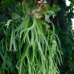 Platycerium bifurcatum - Staghorn fern