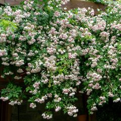 Rosa x moschata 'Paul's Himalayan Musk' - Rambling Rose