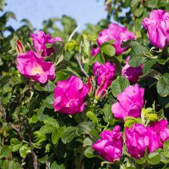 Rosa rugosa - Beach Rose