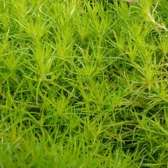 Sagina subulata 'Aurea'