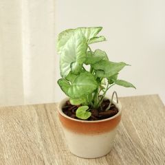 Syngonium Confetti - Arrowhead vine