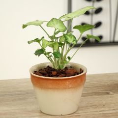 Syngonium podophyllum Snow White - Arrowhead vine