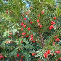 Taxus baccata - Yew