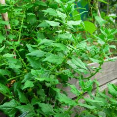 Tetragonia tetragonoides