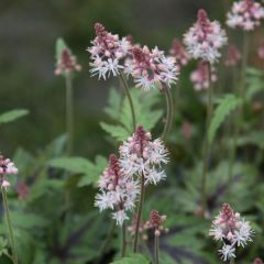 Tiarella  Sugar and Spice