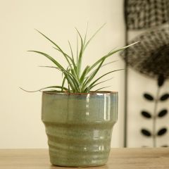 Tillandsia Mizuki - Air plant