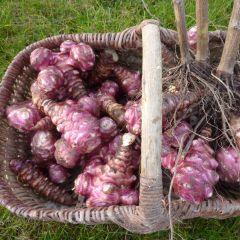 Organic Pink Jerusalem Artichokes - Helianthus tuberosus