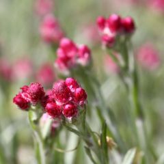 Antennaria dioica Rubra - Mountain Everlasting