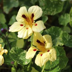 Tropaeolum majus Cream Troika - Nasturtium Seeds