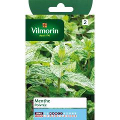 Mentha piperita