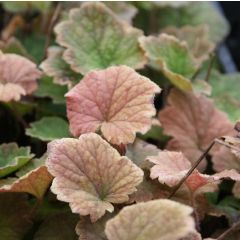 Tellima grandiflora Rubra