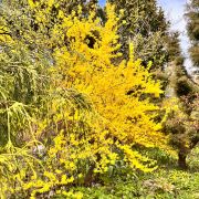 Forsythia intermedia Spectabilis