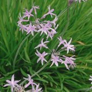 Tulbaghia cominsii Violacea - Society Garlic