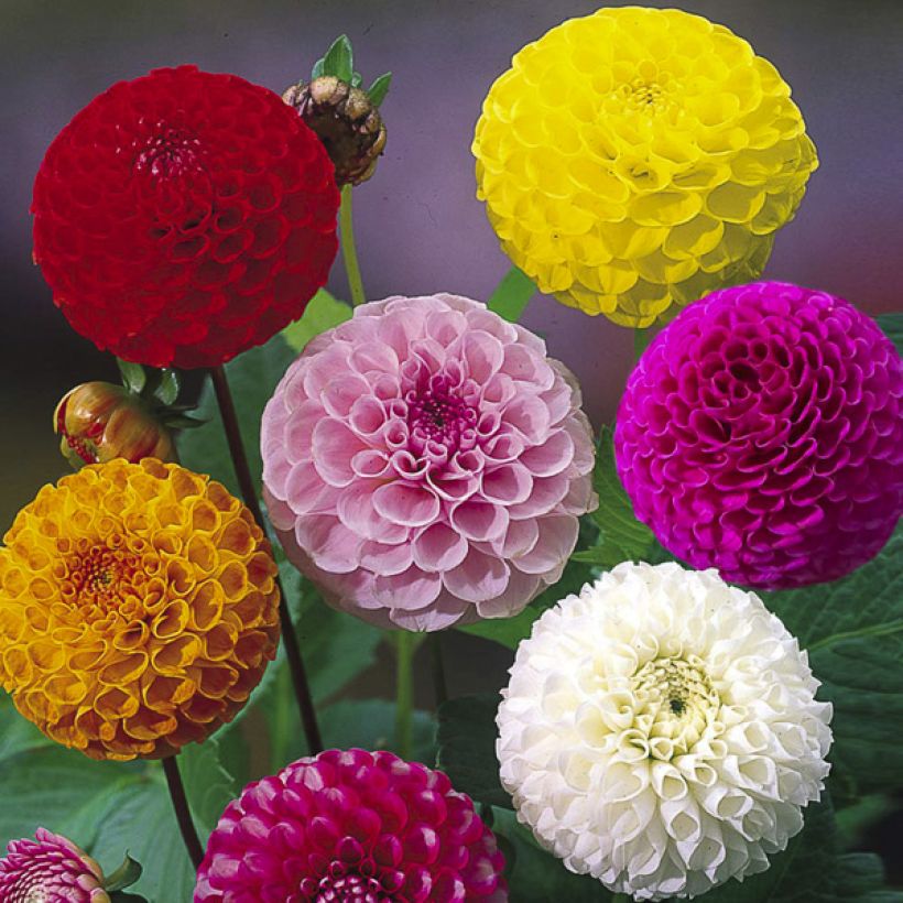 Dahlia Pompon Mix Seeds (Flowering)