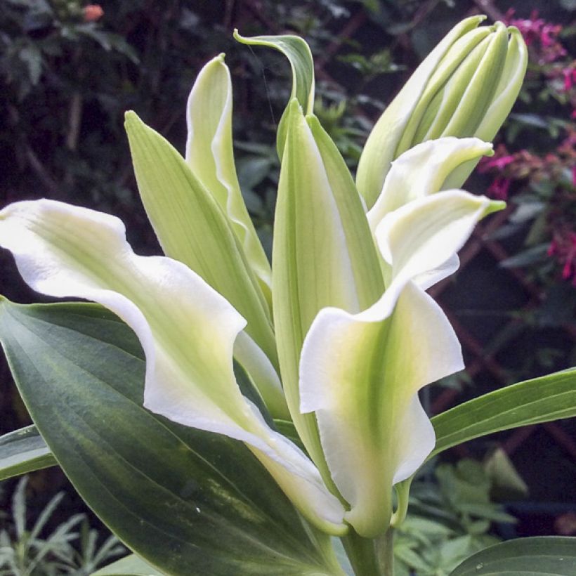 Lilium oriental Polar Star - Lily (Flowering)