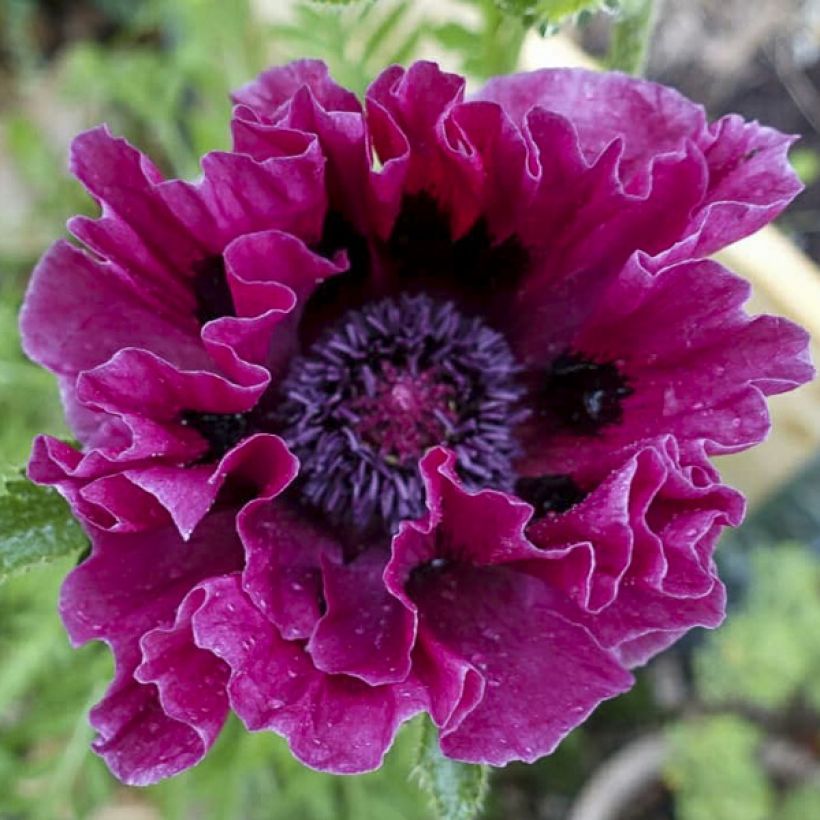 Papaver orientale Harlem - Oriental Poppy (Flowering)