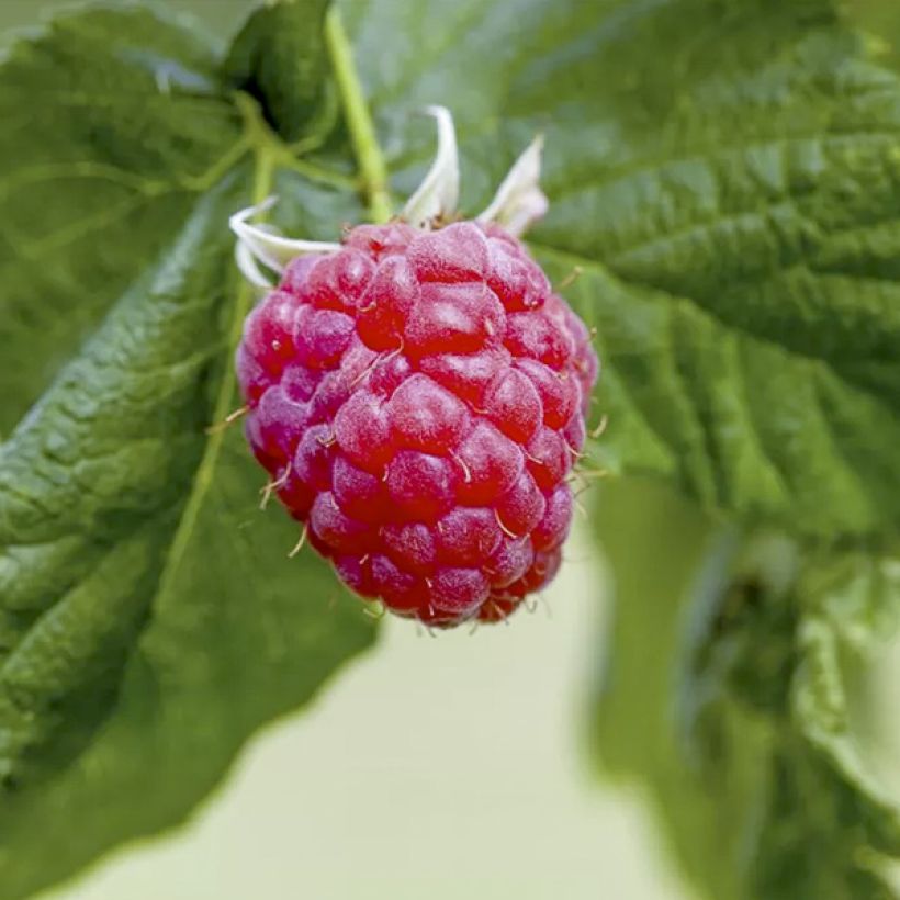 Rubus idaeus 'Lucky Berry' (Harvest)