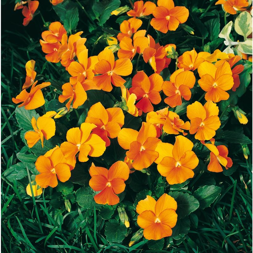 Viola cornuta Penny Orange plug plant (Flowering)