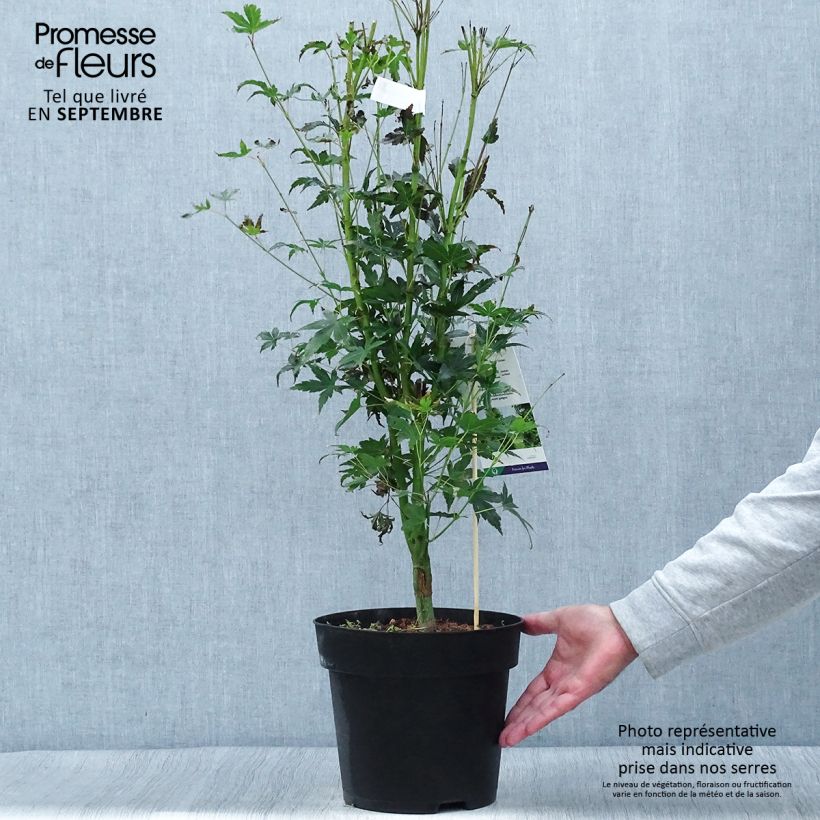 Acer palmatum Tsukasa Silhouette - Japanese Maple 6L/7L pot sample as delivered in autumn