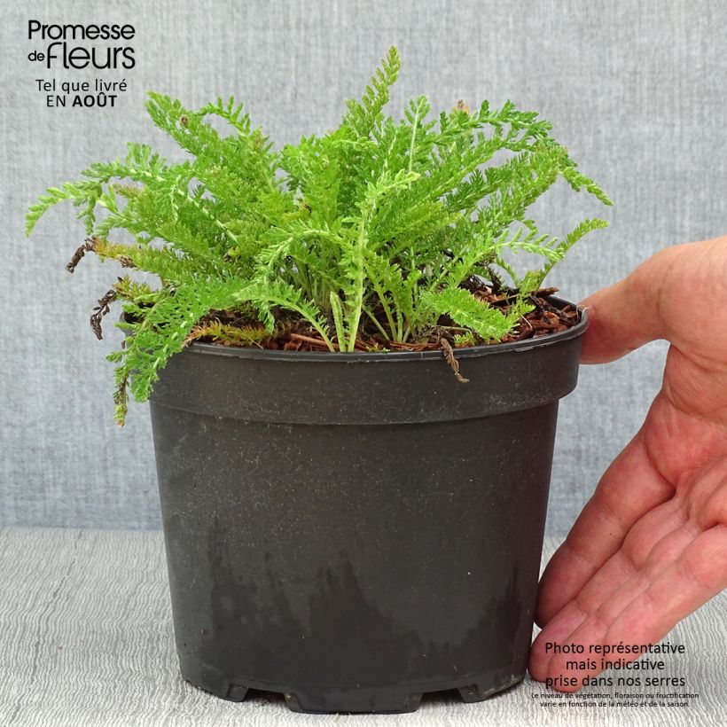 Achillea millefolium White Beauty 2L/3L pot sample as delivered in summer