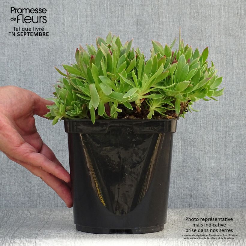 Aeonium arboreum Cornish Tribute 3L/4L pot sample as delivered in autumn
