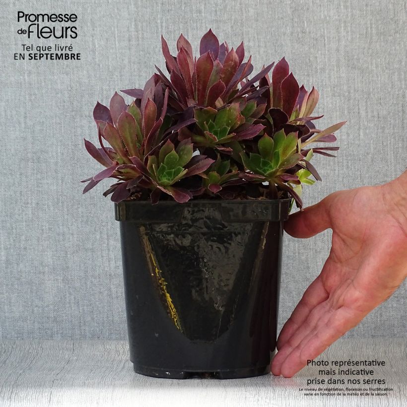 Aeonium arboreum Du Rozzen 3L/4L pot sample as delivered in autumn