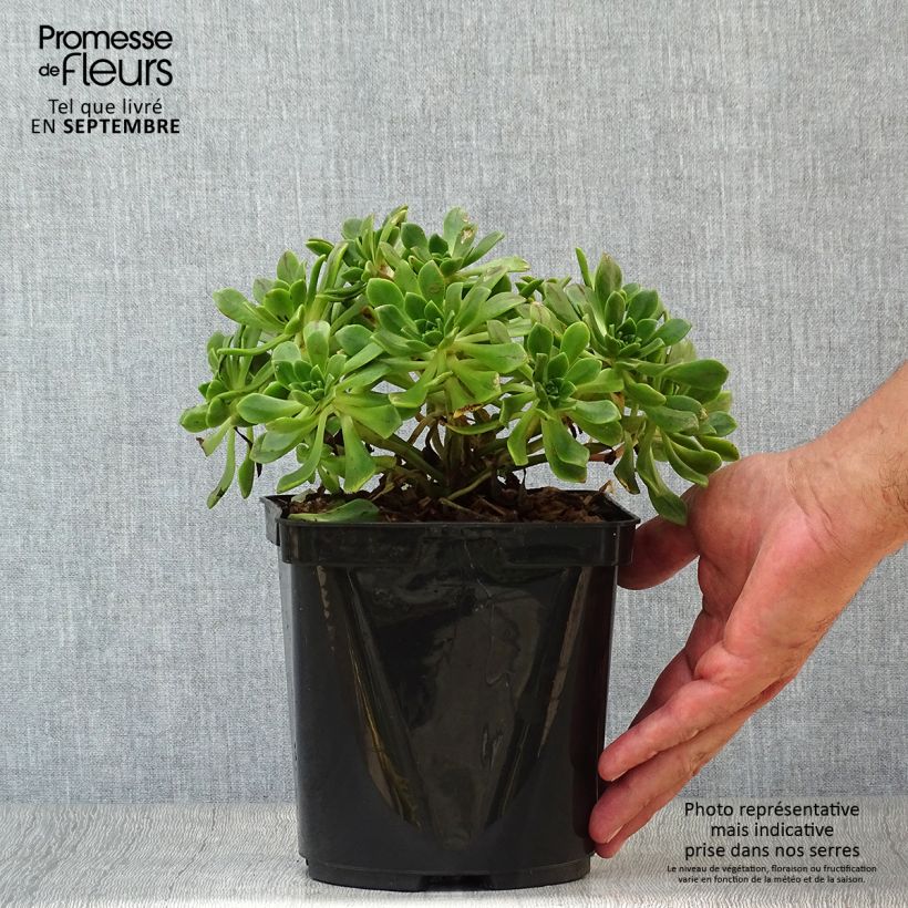 Aeonium occidentale 3L/4L pot sample as delivered in autumn