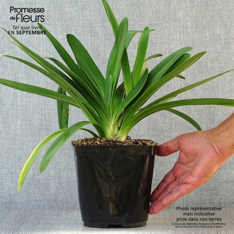 Agapanthus Full Moon 2L/3L pot sample as delivered in autumn