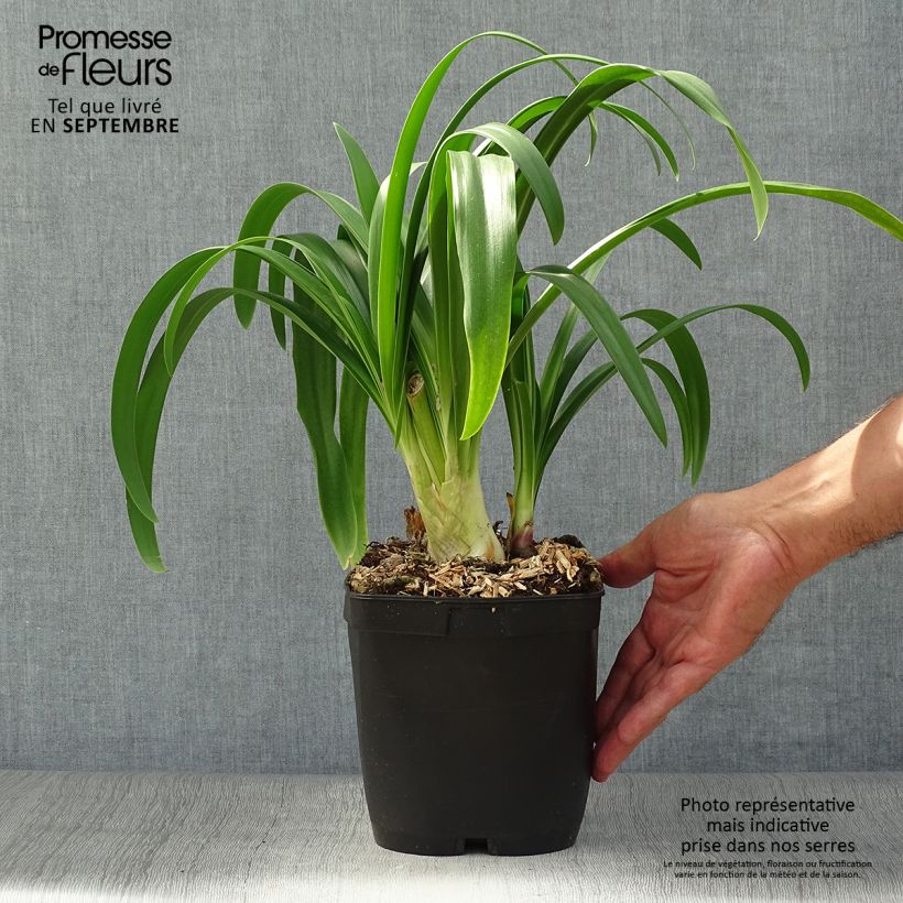 Agapanthus Vallée de lAuthion 2L/3L pot sample as delivered in autumn