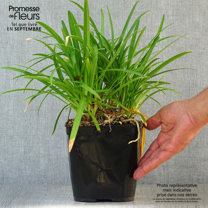 Agapanthus hybridus Vallée de la Romanche 2L/3L pot sample as delivered in autumn