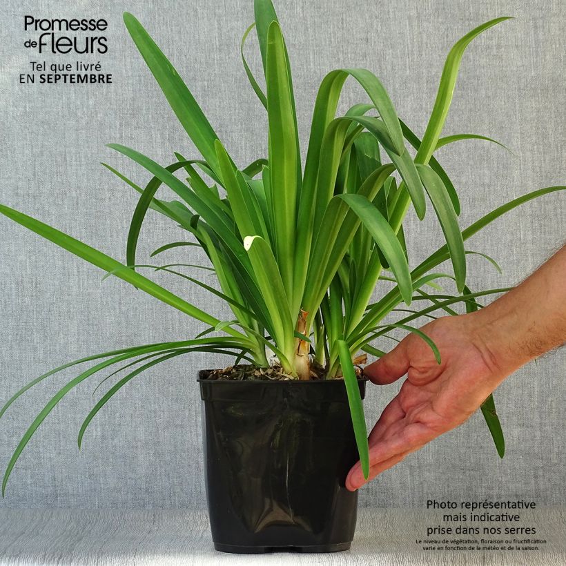 Agapanthus hybridus Vallée de la Sarthe 2L/3L pot sample as delivered in autumn