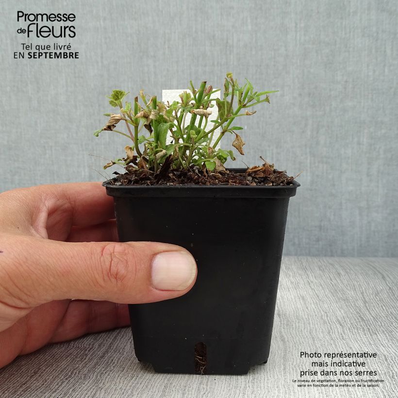 Agastache aurantiaca Apricot Sprite 8/9 cm pot sample as delivered in autumn