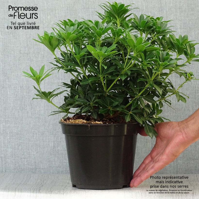 Pieris japonica Sarabande - Japanese Andromeda 3L/4L pot sample as delivered in autumn