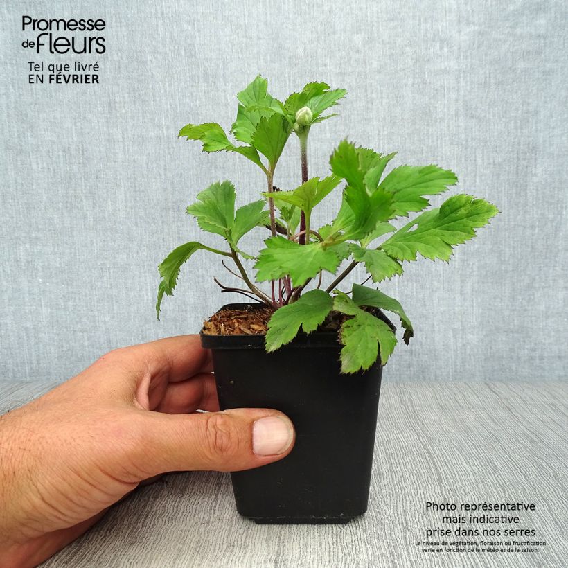 Anemone Ruffled Swan - Japanese Anemone 8/9 cm pot sample as delivered in autumn