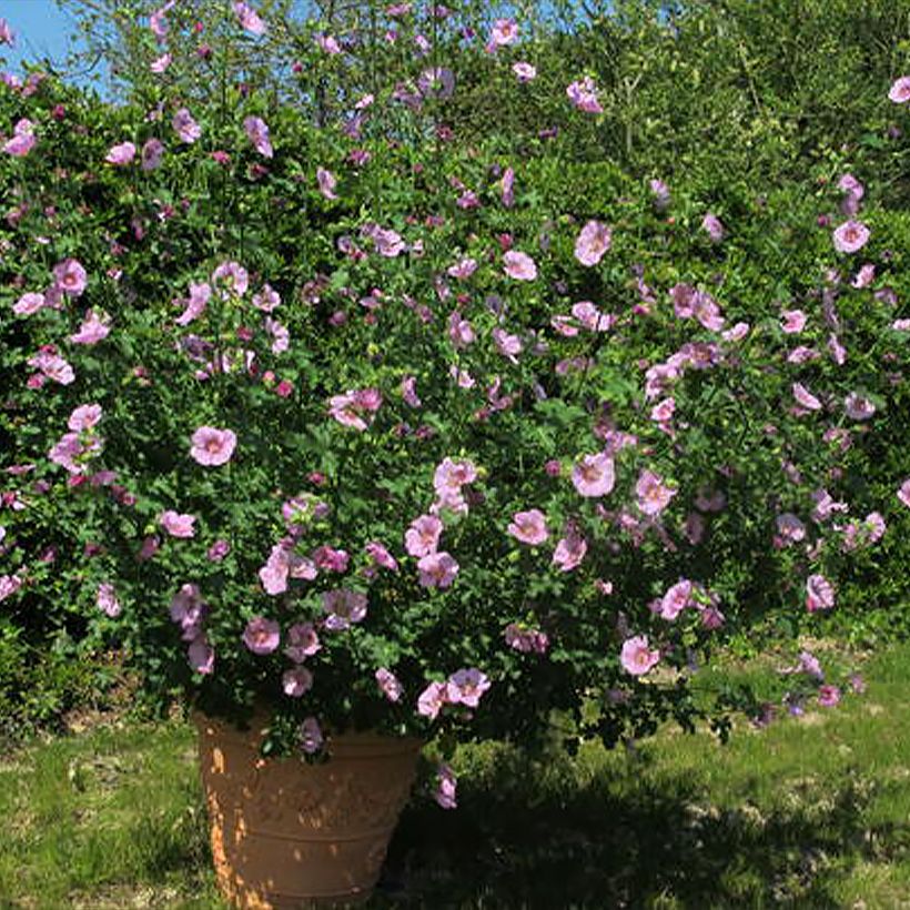 Anisodontea capensis Cristal rose (Plant habit)