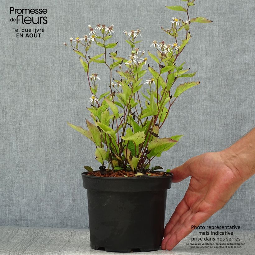 Aster tradescantii - Aster d'automne Pot de 2L/3L sample as delivered in summer
