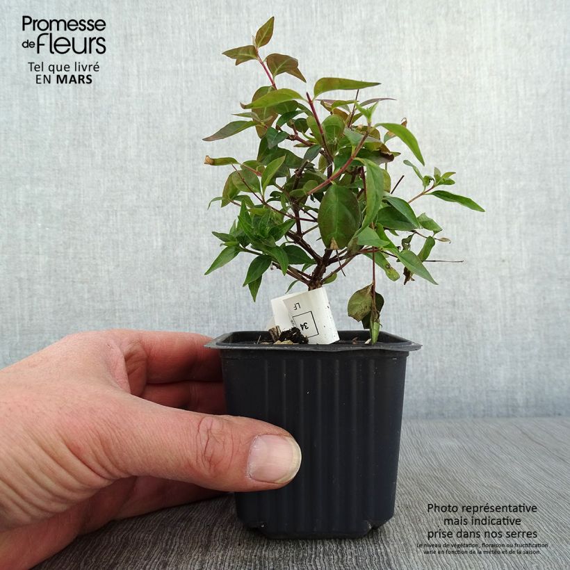 Abelia Edward Goucher 8/9 cm pot sample as delivered in winter